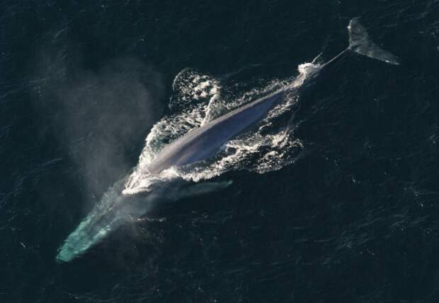Синий кит - самое крупное млекопитающее. Описание, фото и видео. Интересные факты.