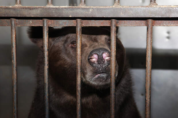 Инцидент с медведем, вызвавшим панику среди пассажиров самолета после побега из своей клетки
