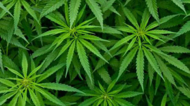 В Грузии декриминализовали употребление марихуаны