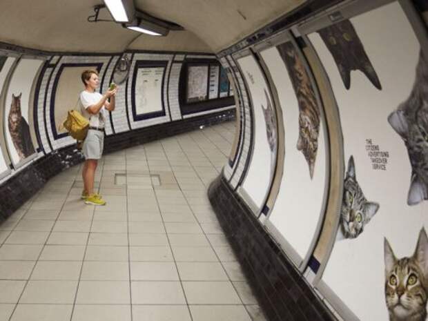 Всю рекламу на станции лондонского метро заменили фотографиями кошек (9 фото)