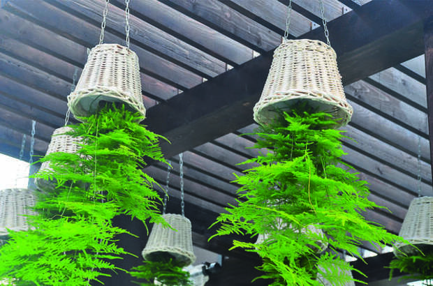 Необычные светильники в действительности - кашпо с растениями.