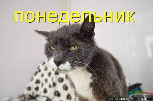 Лучшие котоматрицы недели (50 фото)