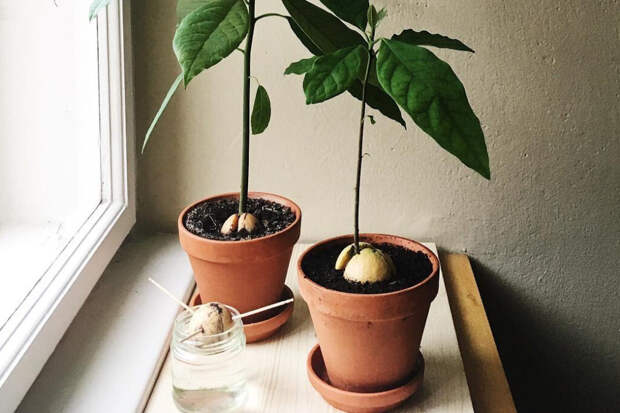 Как вырастить авокадо из косточки на подоконнике