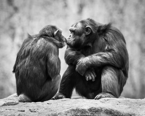 Почему люди целуются, а животные — нет