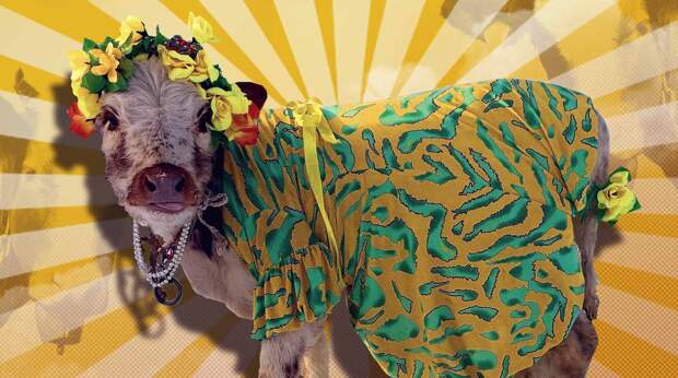 В Якутии проведут конкурс красоты среди коров. Главным призом станет 40-литровый бидон
