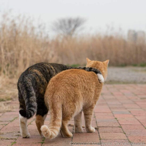 Уличные котики Токио на снимках Масаюки Оки