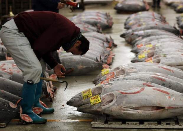 Более 80% мирового урожая тунца уходит в Японию.