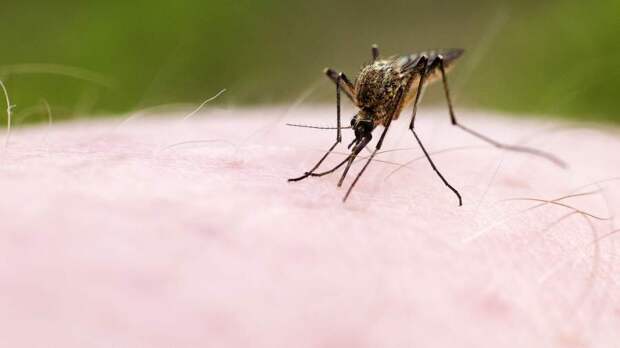 Далее по писку: комары-убийцы из ЕС пока не угрожают России