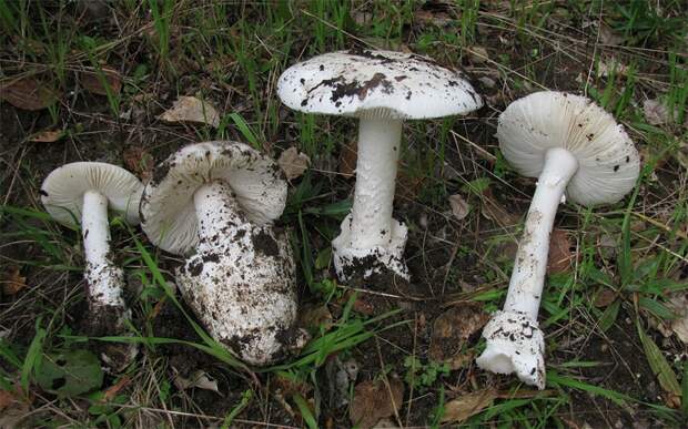 Amanita ocreata. Самые опасные и ядовитые грибы. Фото с сайта NewPix.ru