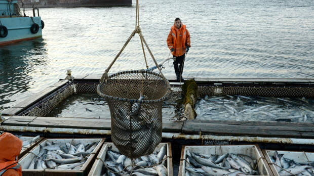 Глава Росрыболовства рассказал, что ждет цены на рыбу и икру в этом году