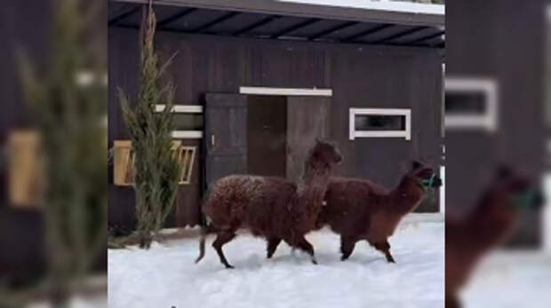 В Ленинградском зоопарке засняли альпак-новоселов Сушку и Гренку