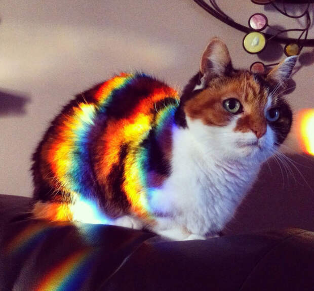 Кошки, которые любят тепло