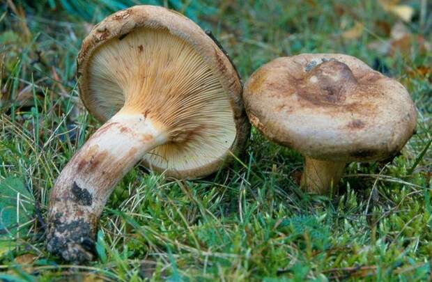 Свинушка тонкая. Самые опасные и ядовитые грибы. Фото с сайта NewPix.ru