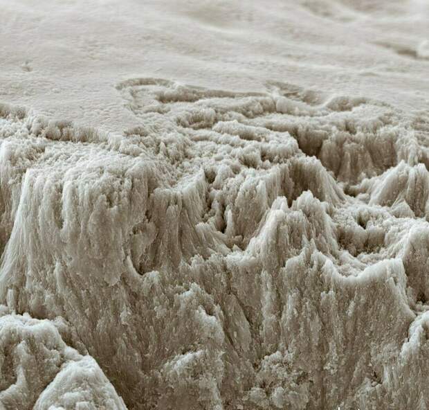 17 микрофотографий, которые покажут с новой стороны мир, что кроется у нас под носом