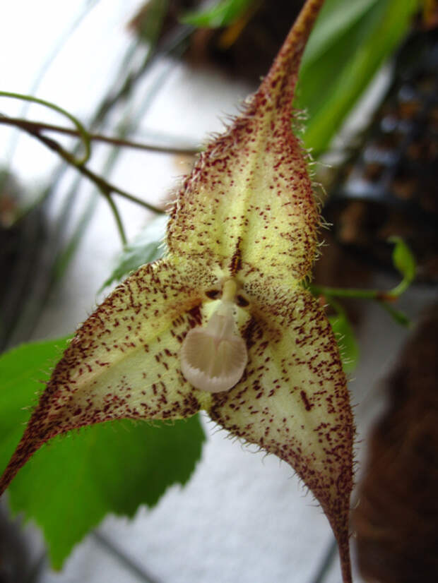 4716836295_295eeb7175_b[1] (525x700, 164Kb)