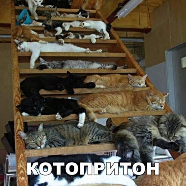 Картинки с надписями, истории и анекдоты