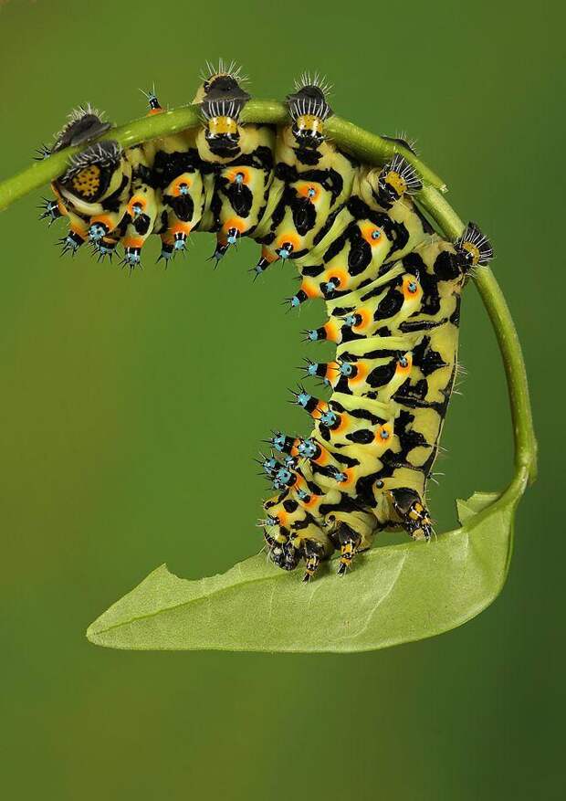 Фотографии насекомых в макросъемке