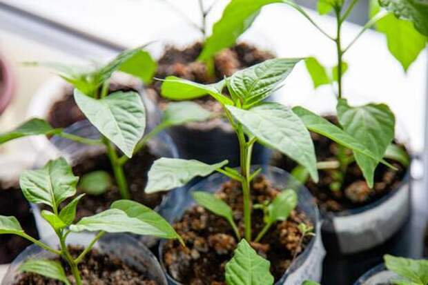 Чем можно убить рассаду: главная ошибка, которая губит урожай еще до появления всходов