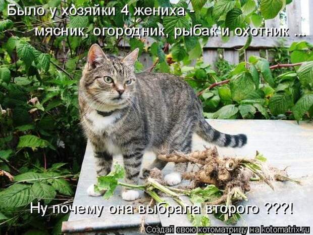 Лучшие котоматрицы недели (50 фото)