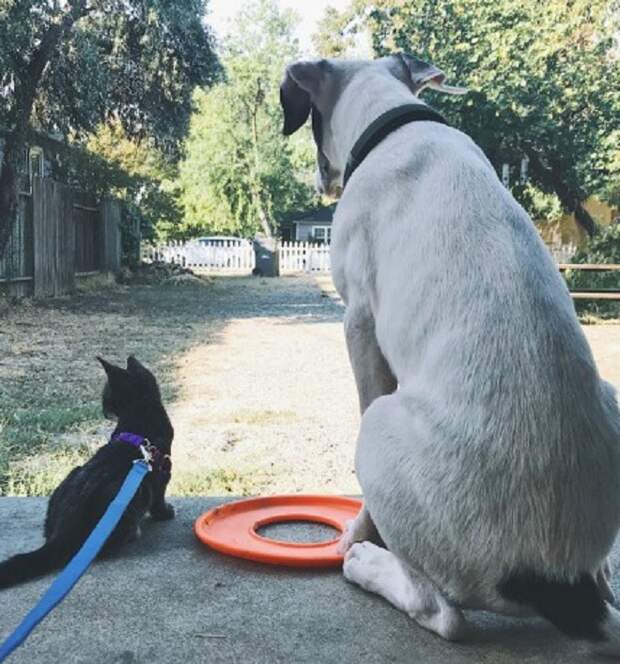 Котенок и пес на прогулке