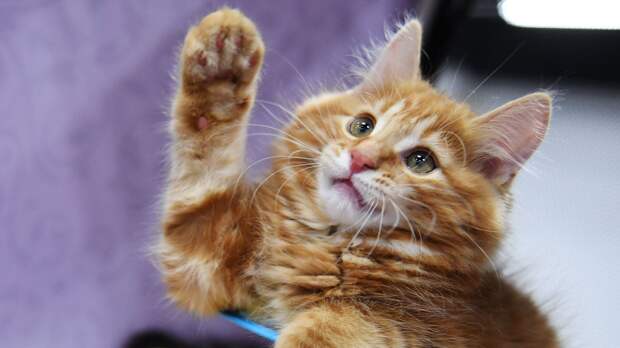 Фелинолог предостерегла от игр с кошками с лазерной указкой