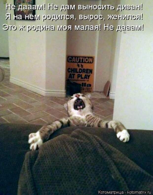 Свежая котоматрица на Бугаге (37 фото)