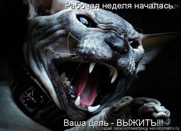 Рабочая неделя началась. Ваша цель - ВЫЖИТЬ!!!