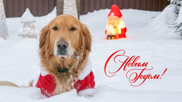 День, когда собакам можно всё