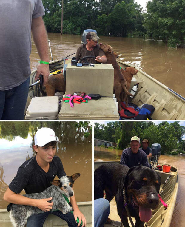 7. Отец с сыном спасли 30 собак во время наводнения в Бразории, штат  Техас доброта, мир, поступок