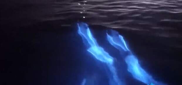 В Калифорнии замечены стаи «светящихся» дельфинов
