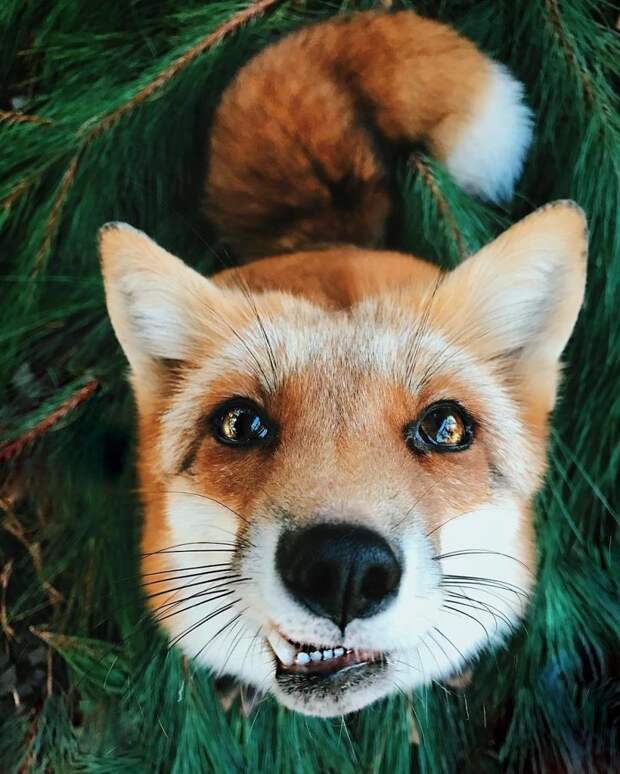 Вся правда о том, каково держать дома лису Джунипер, вопросы о питомцах, животные, лисий инстаграм, лисицы дома, лисы, любители животных