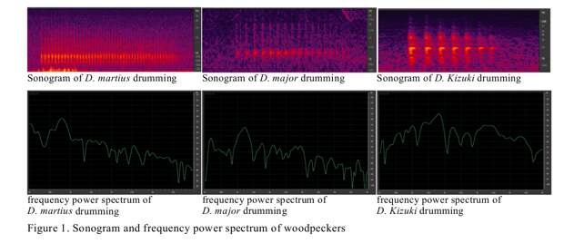 Барабанная дробь 3 видов дятлов Южной Кореи слева направо: крупной желны, среднего большого пёстрого дятла и мелкого малого острокрылого
