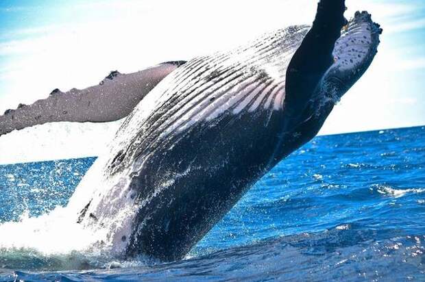 В США дайвер попал в пасть кита и выбрался невредимым