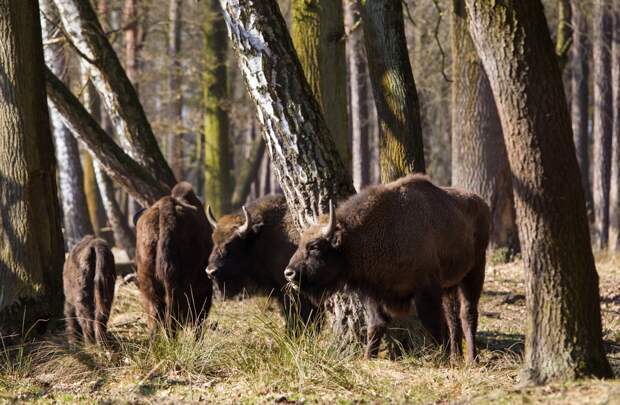 В Польше пассажирский поезд сбил стадо зубров