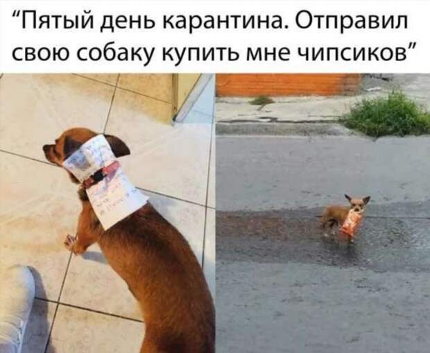 Смешные комментарии. Подборка chert-poberi-kom-chert-poberi-kom-51400623082020-18 картинка chert-poberi-kom-51400623082020-18