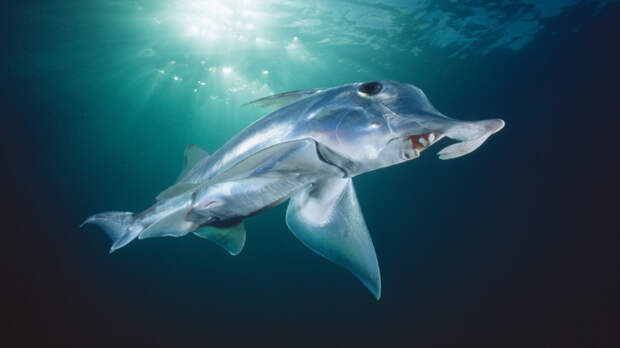 Удивительные и немного пугающие обитатели подводного мира