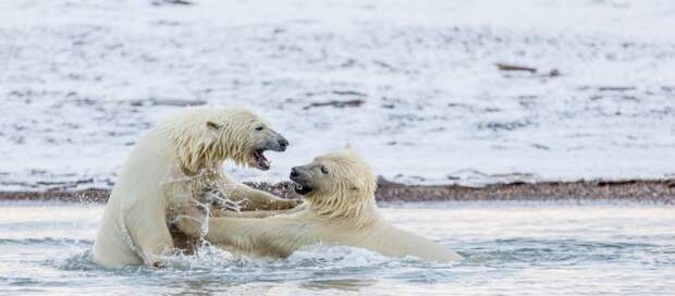 Белые медведи - хорошие охотники, за один заход они способны съесть 45 килограммов жира тюленей аляска, животные, полярный медведь
