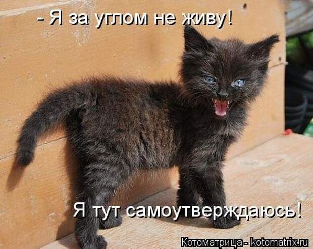 Свежая котоматрица для всех (20 шт)
