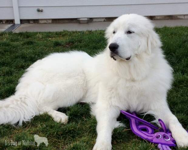 Great Pyrenees | It's Dog or Nothing