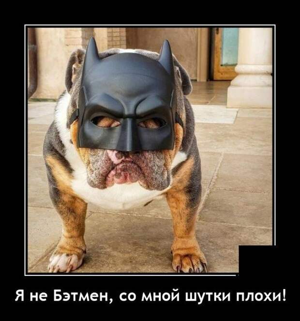 Демотиватор про собаку
