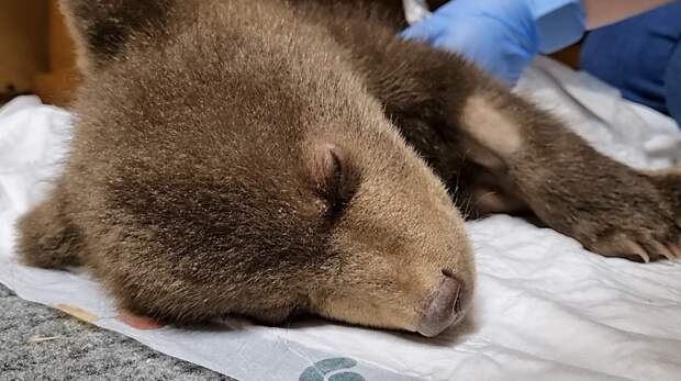 Карельские медвежата идут на поправку благодаря тверским биологам