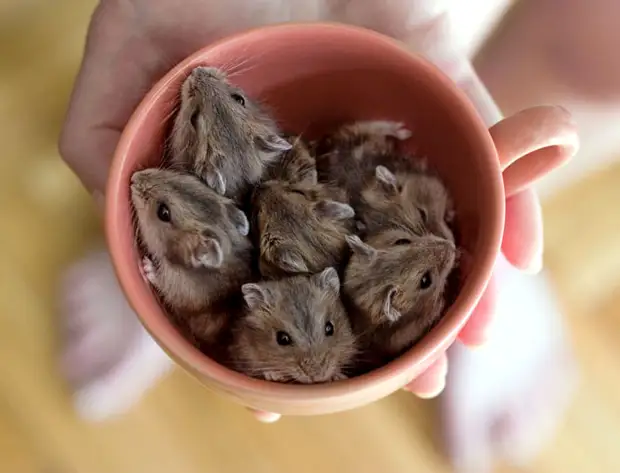 Эти милые животные ) - ШАГ НАВСТРЕЧУ - Медиаплатформа МирТесен