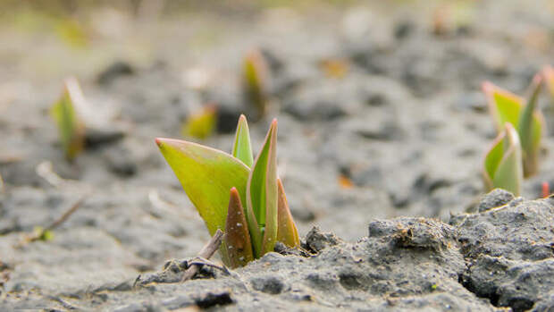 Срочно для дачников: 4 шага для пышного цветения тюльпанов — советы с середины марта