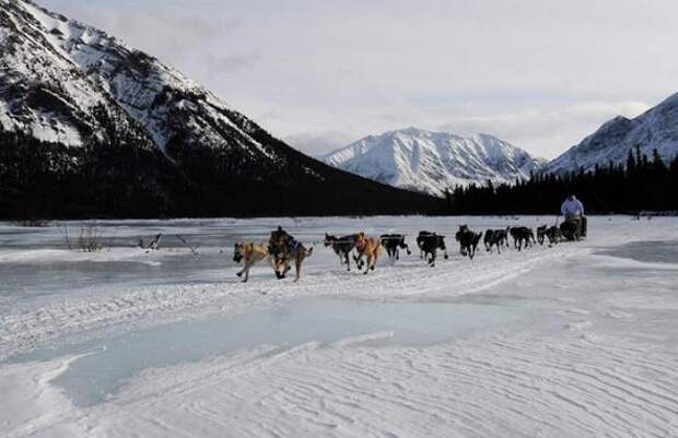 Гонка на собачьих упряжках Iditarod 2013