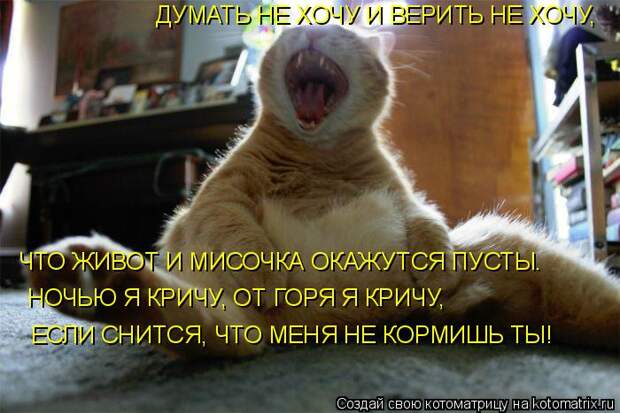 Котоматрица: ДУМАТЬ НЕ ХОЧУ И ВЕРИТЬ НЕ ХОЧУ,  ЧТО ЖИВОТ И МИСОЧКА ОКАЖУТСЯ ПУСТЫ. НОЧЬЮ Я КРИЧУ, ОТ ГОРЯ Я КРИЧУ,  ЕСЛИ СНИТСЯ, ЧТО МЕНЯ НЕ КОРМИШЬ ТЫ!