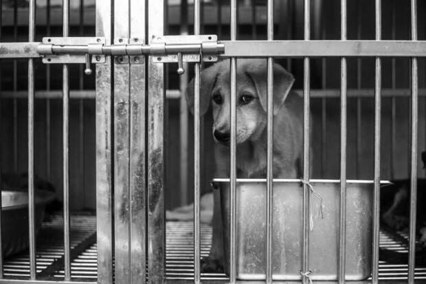 В Таиланде заключенным разрешат заводить собак прямо в тюрьме для борьбы с тревогой и депрессией