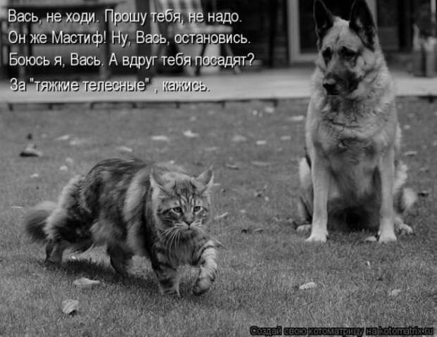 Котоматрицы(картинки с надписями)