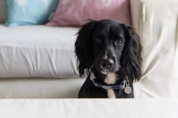 Кинолог Голубев рассказал, как приучить собаку не бояться бытовой техники