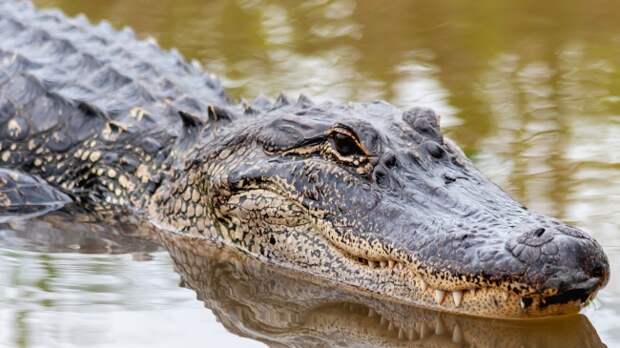 alligator
