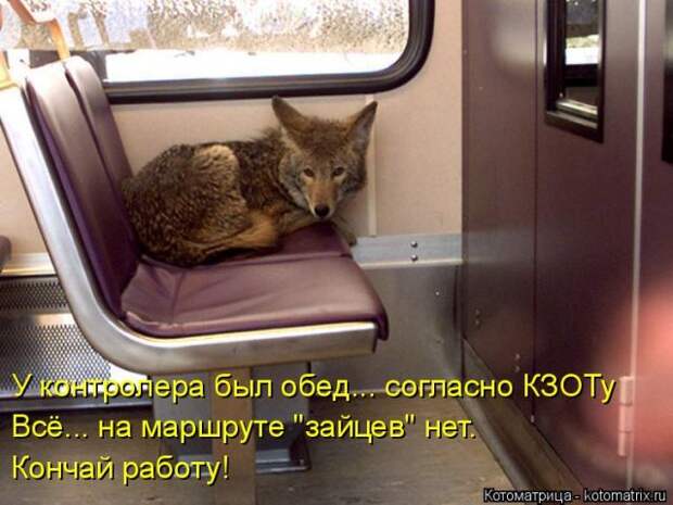 Лучшие котоматрицы недели (50 фото)